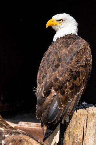 Return Eaglets
